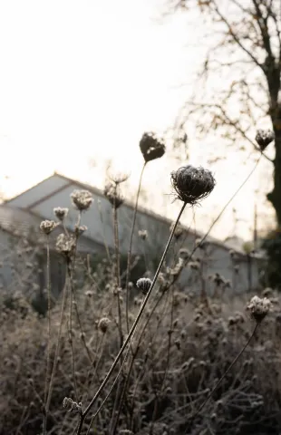 Winterbloemen